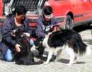 Border Collies X